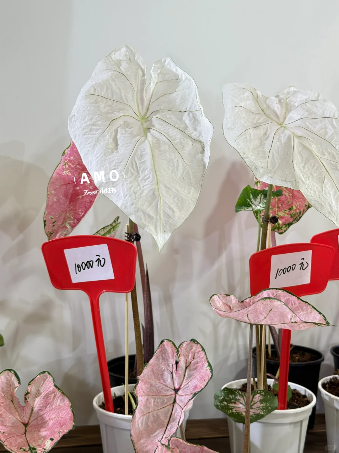 展会记录｜我在上海花展看到有意思的一些花