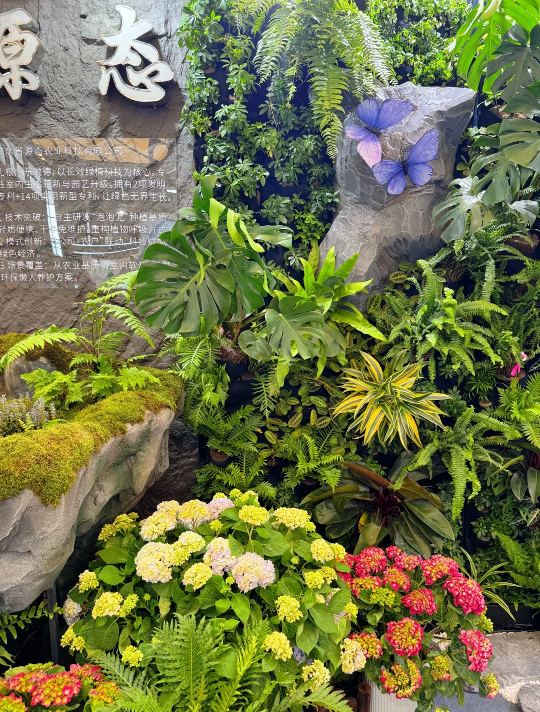 逛上海国际花展收获，附打卡攻略✅