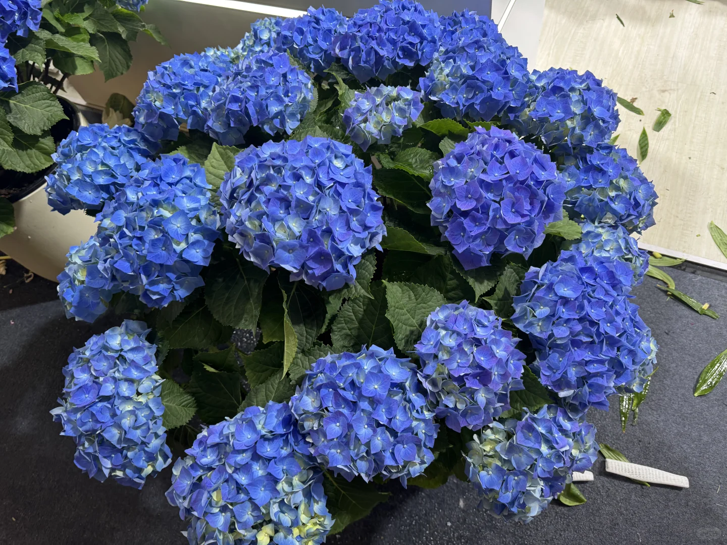 国际花卉园艺展览会，美