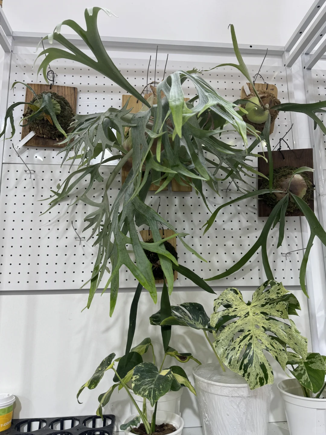 国际花卉园艺展览会，美