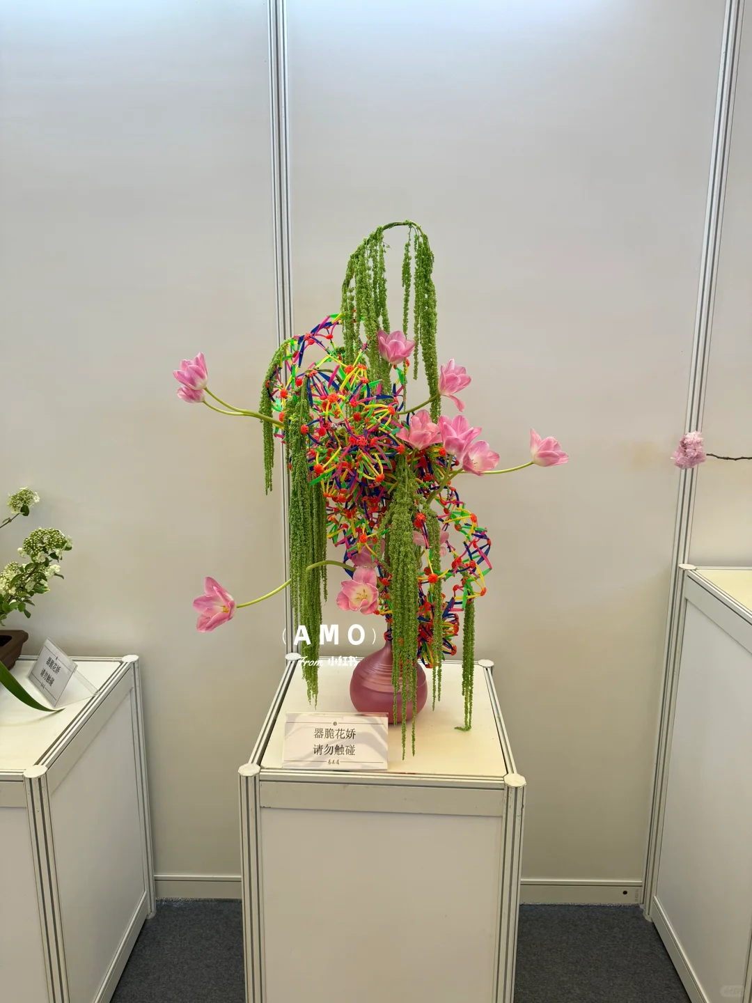 展会记录｜我在上海花展看到有意思的一些花