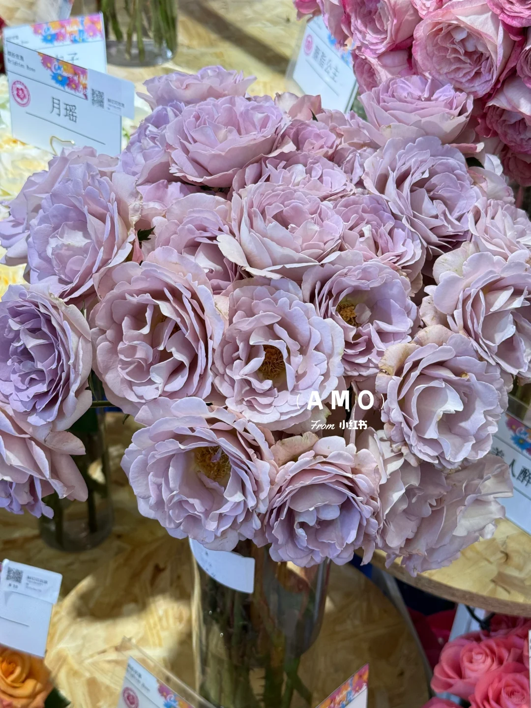 展会记录｜我在上海花展看到有意思的一些花