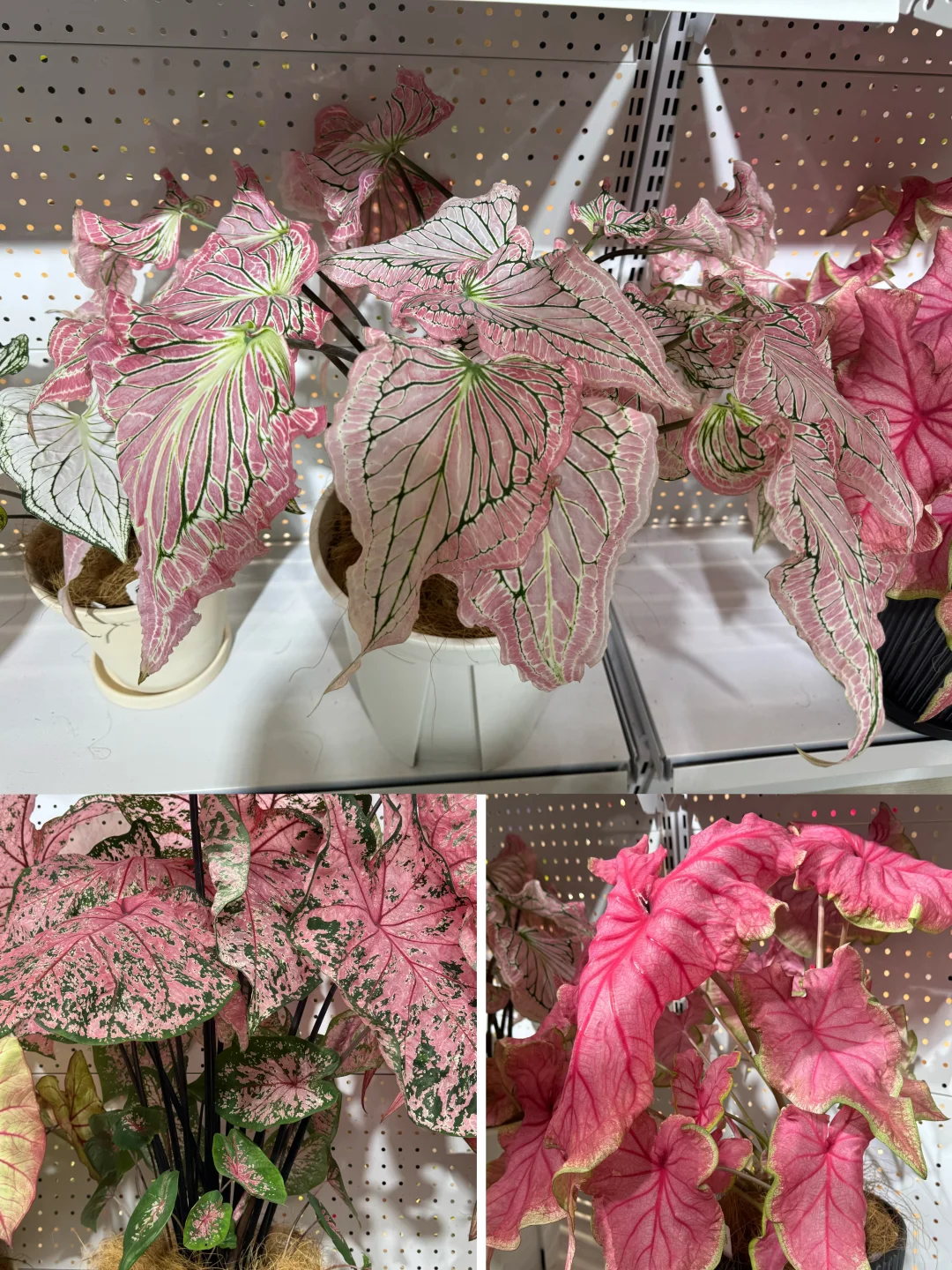 国际花卉园艺展览会，美