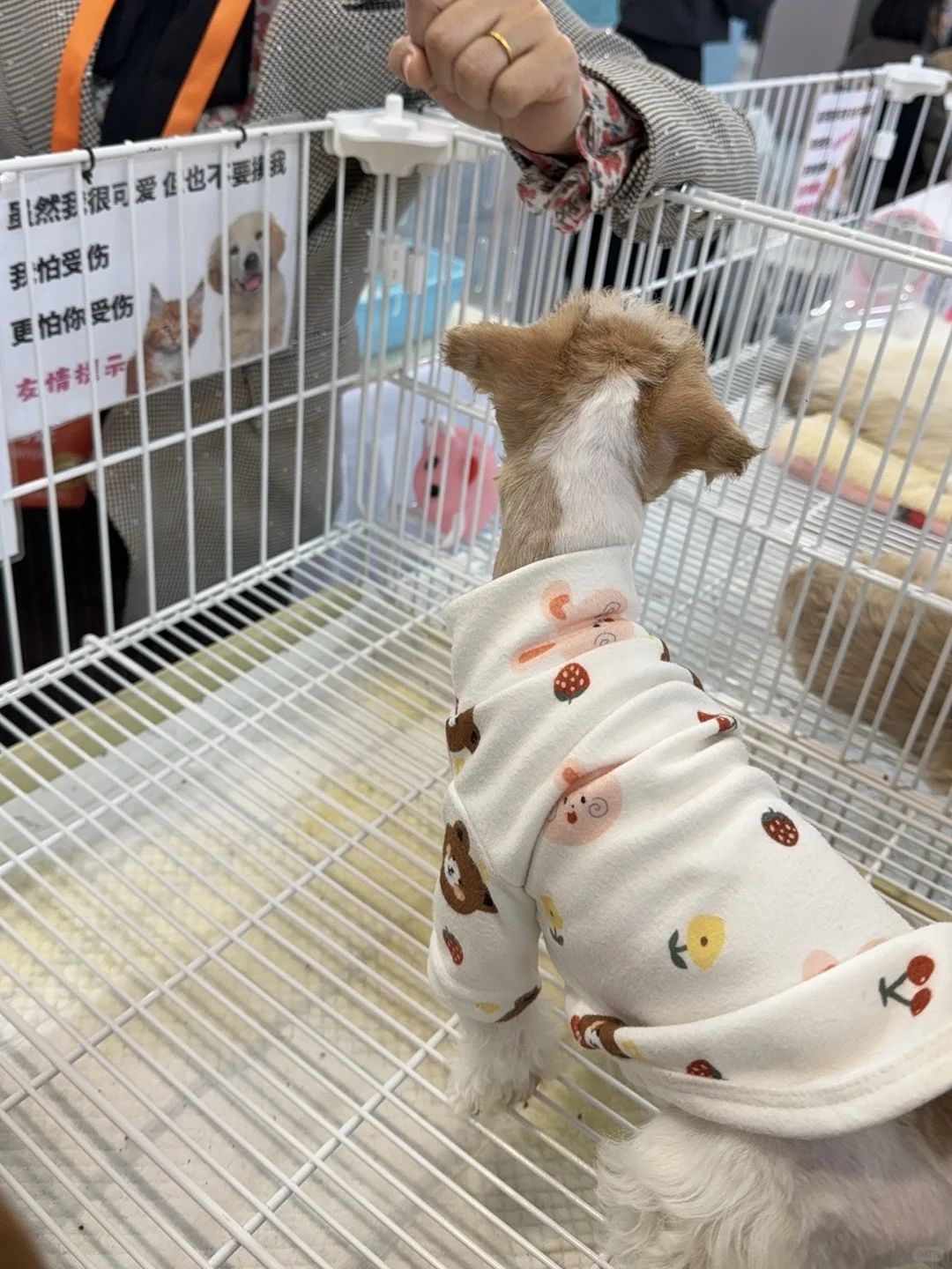 青岛亚太宠物展已回，哈哈哈哈哈哈哈哈