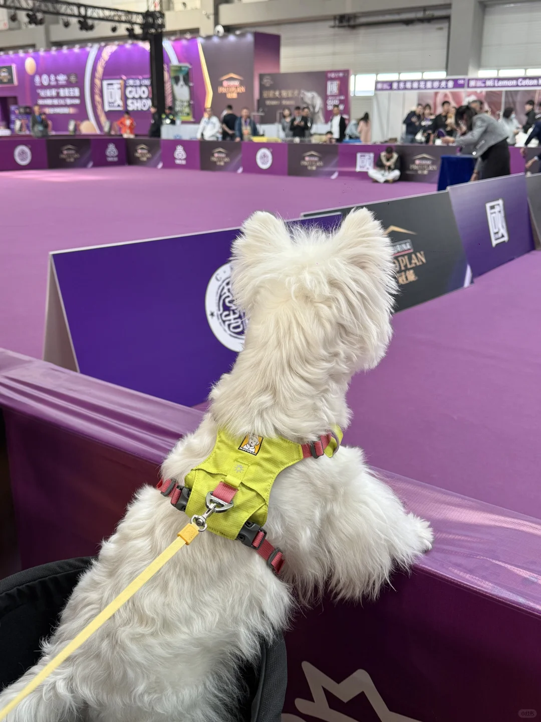青岛亚太宠物展已回，哈哈哈哈哈哈哈哈