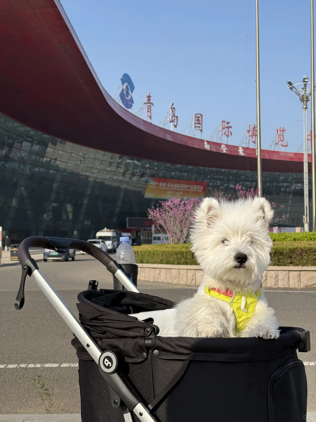 青岛亚太宠物展已回，哈哈哈哈哈哈哈哈