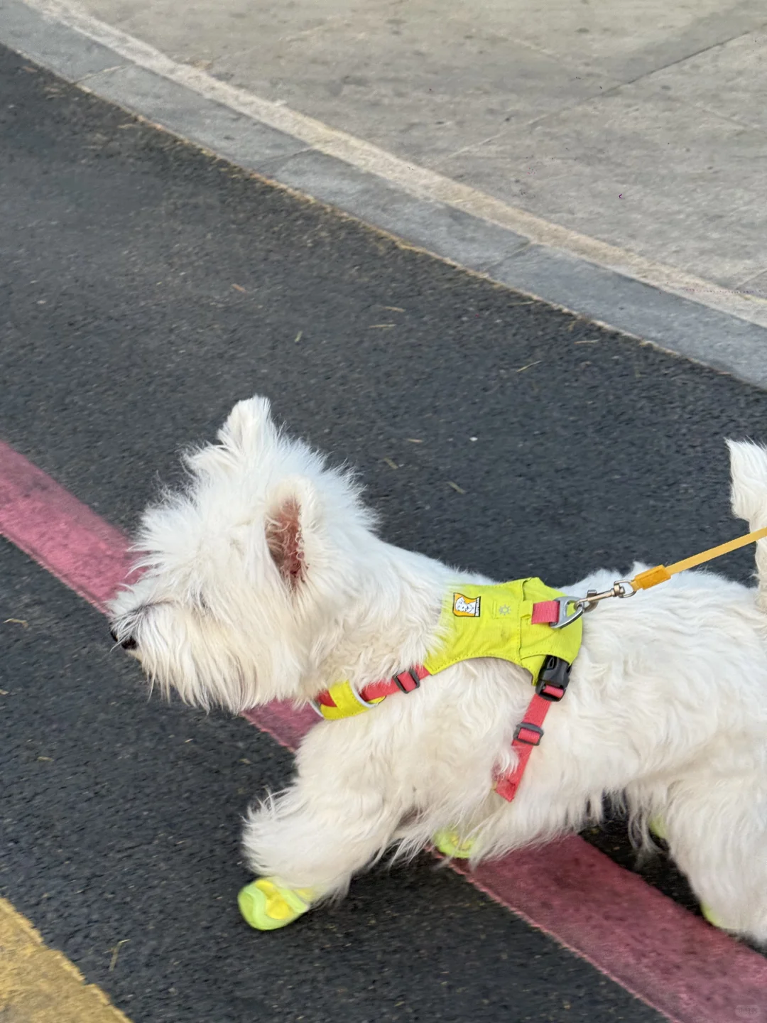 青岛亚太宠物展已回，哈哈哈哈哈哈哈哈