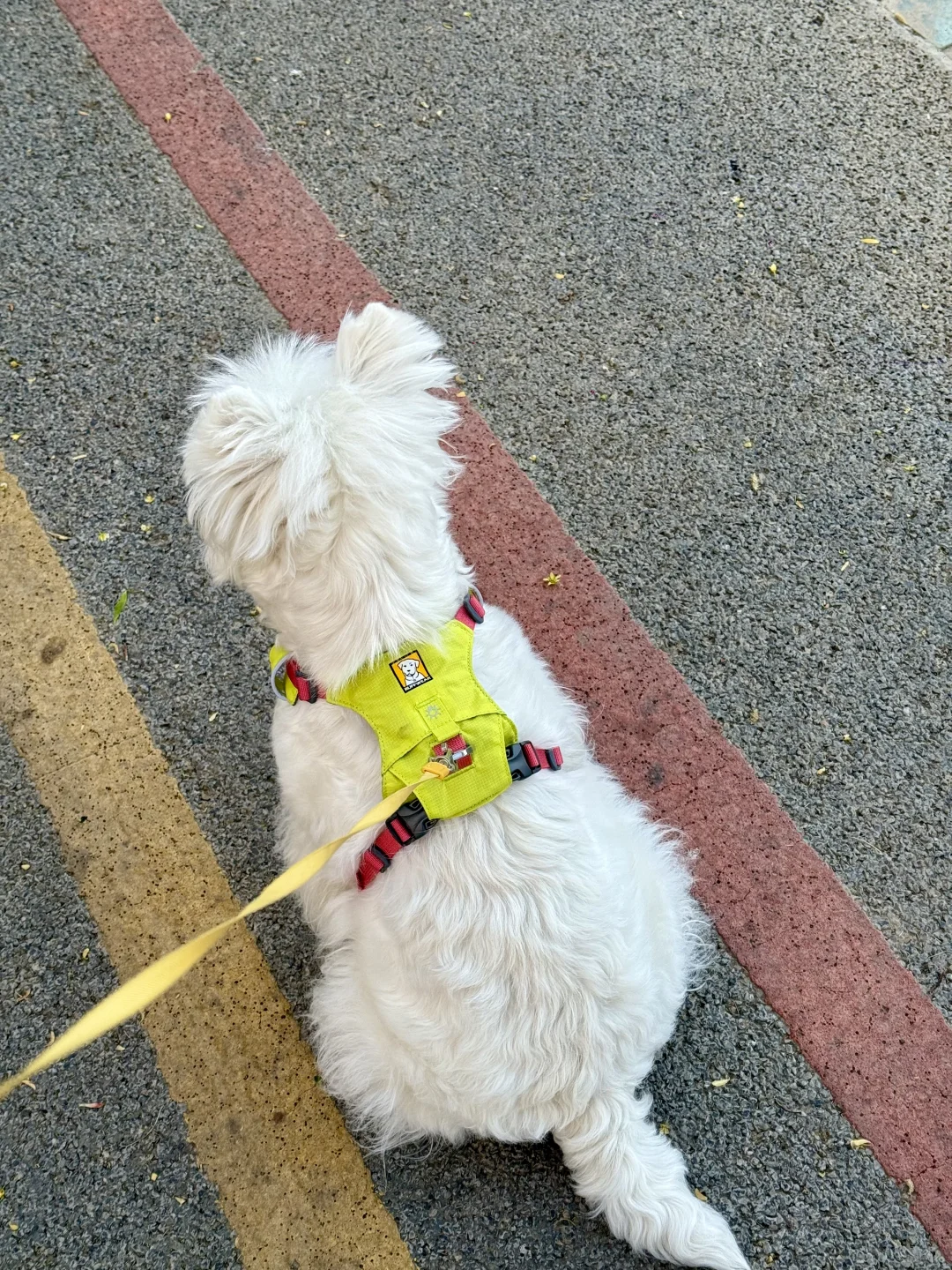 青岛亚太宠物展已回，哈哈哈哈哈哈哈哈