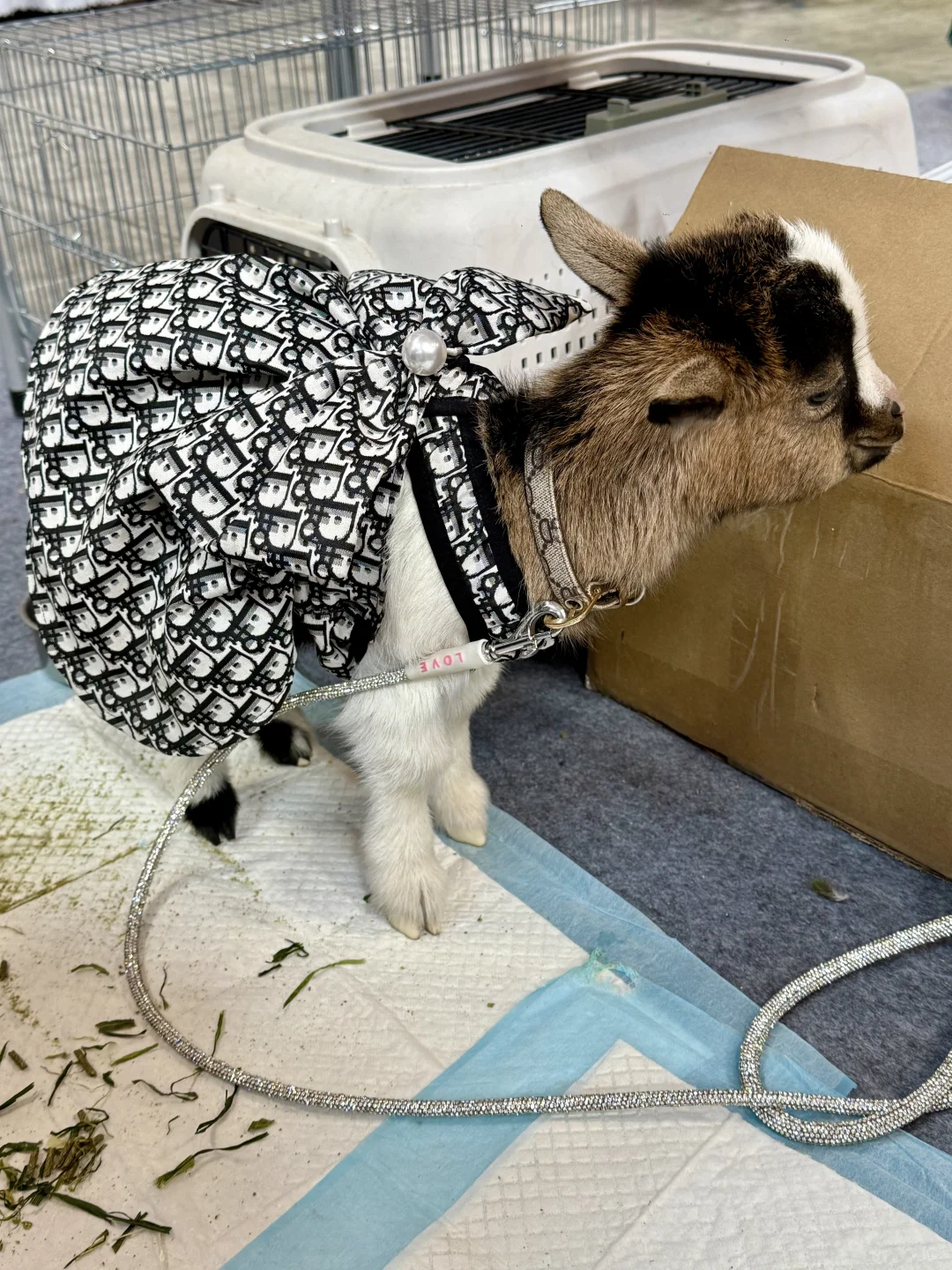 青岛亚太宠物展已回，哈哈哈哈哈哈哈哈