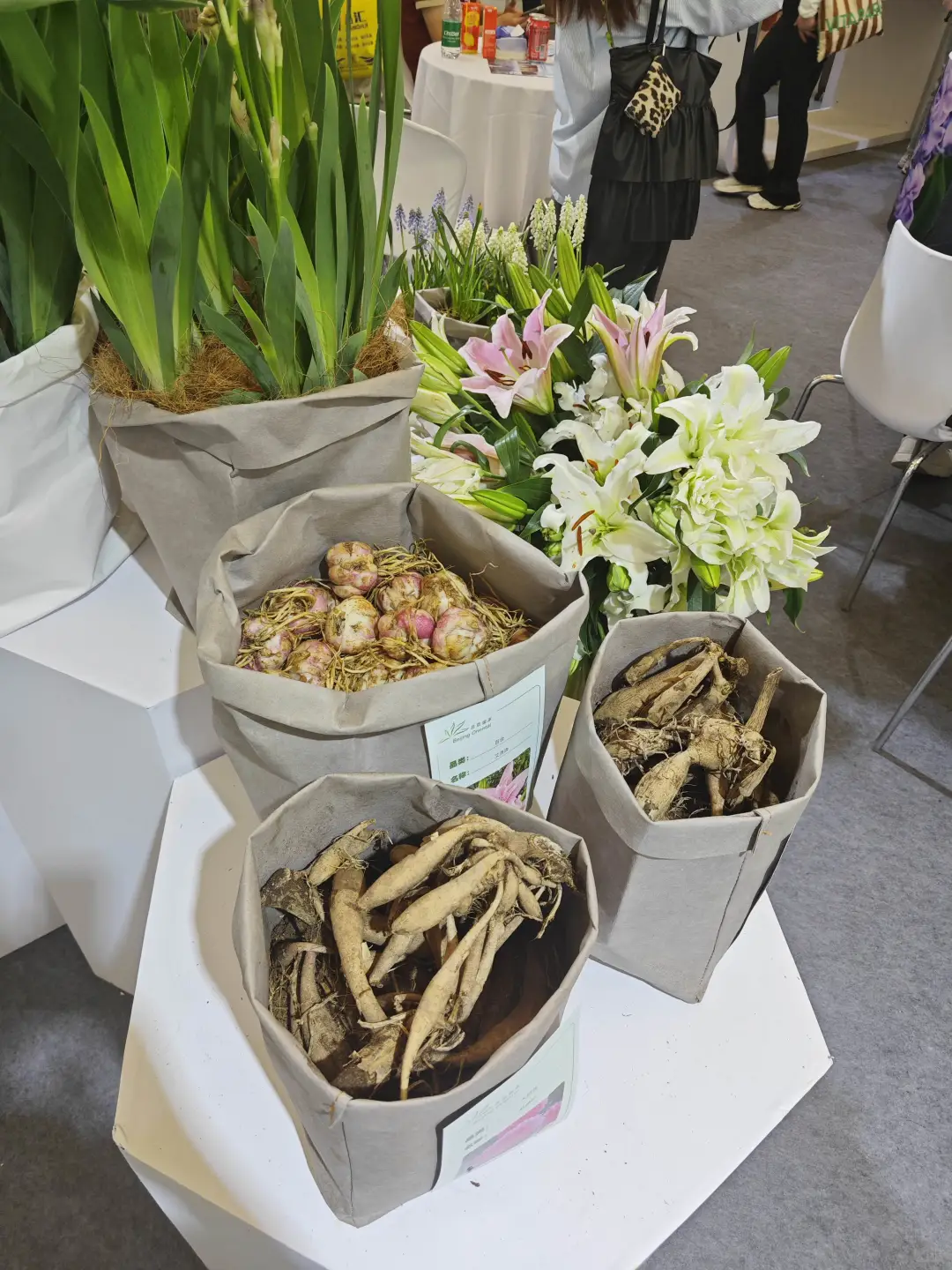 2025上海国际花展薅羊毛一览表