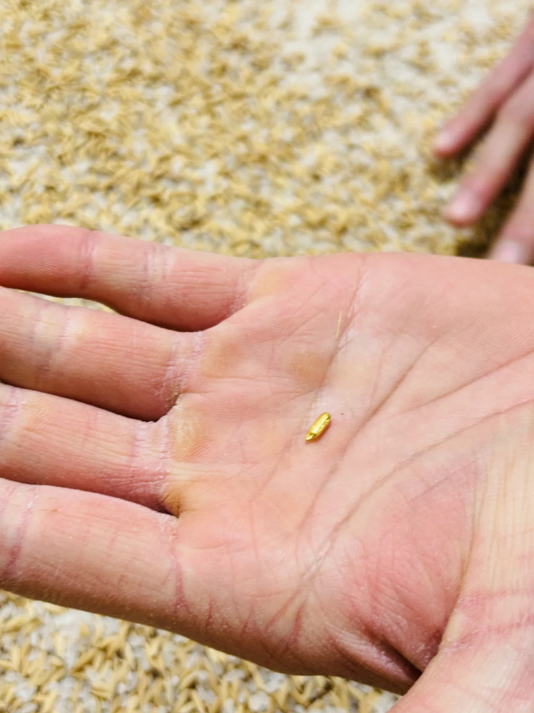 货真价实的金米 大城市机会还是太多了