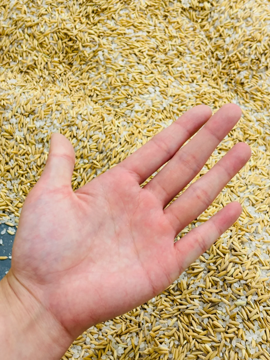 货真价实的金米 大城市机会还是太多了