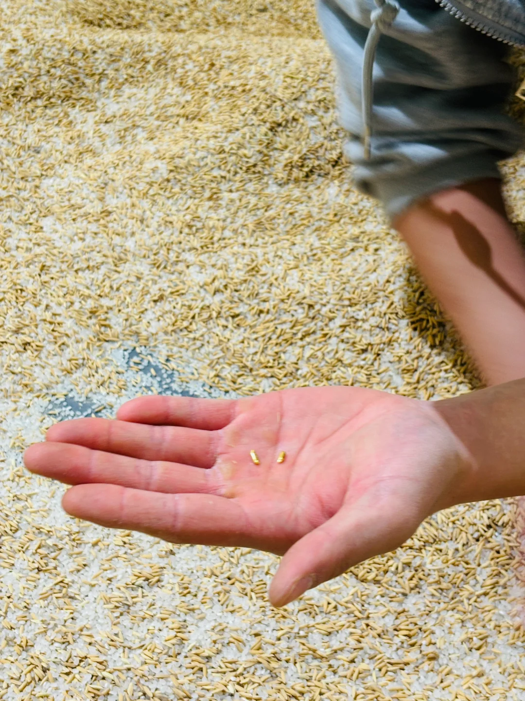 货真价实的金米 大城市机会还是太多了