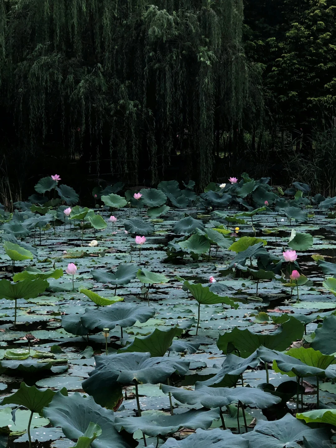 郑州最好的地方都是免费的。。。