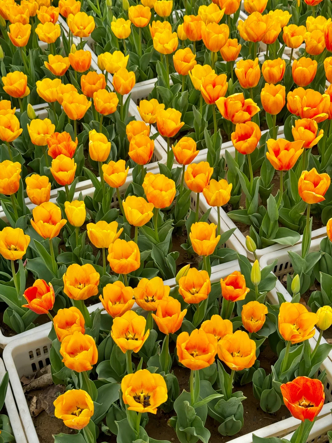 郑州最好的地方都是免费的。。。