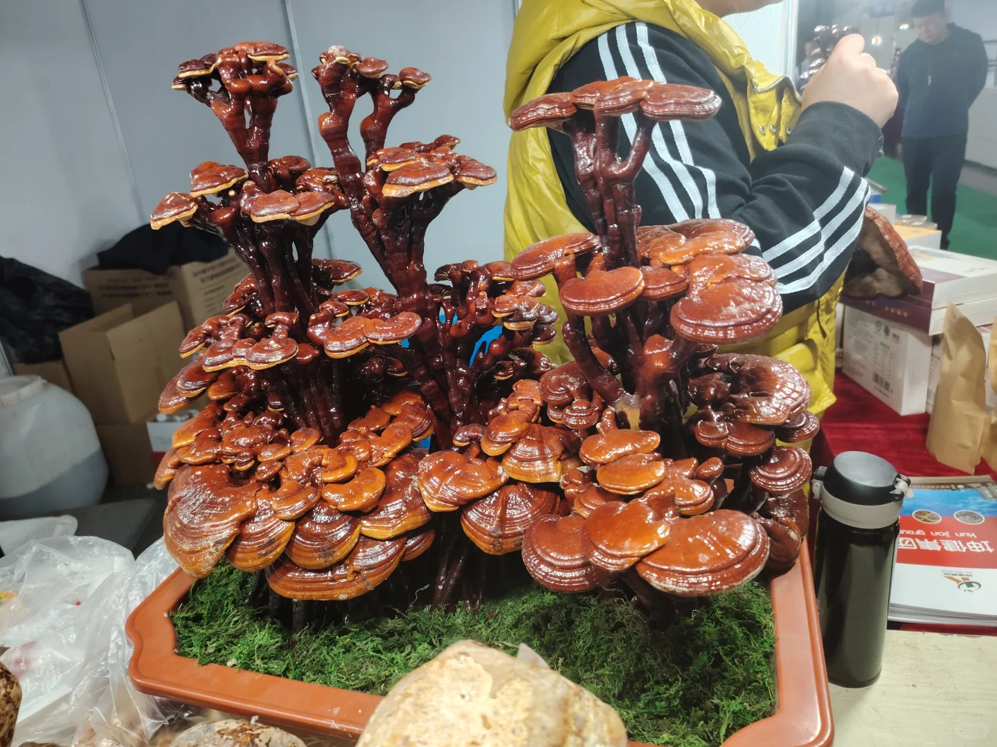 齐齐哈尔博览会