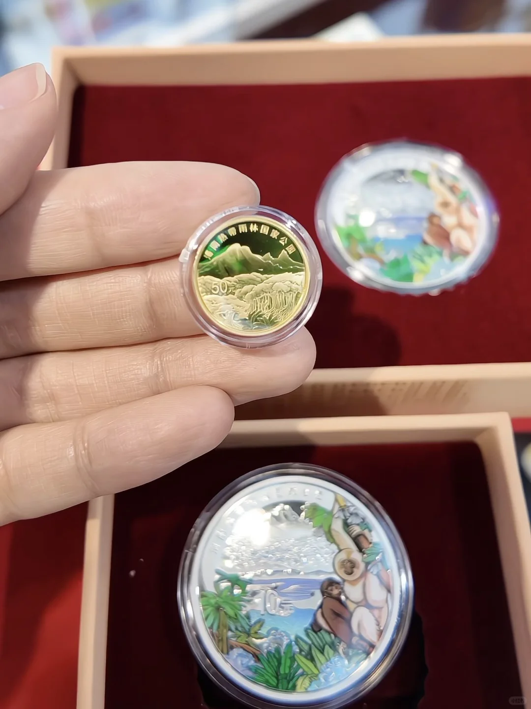 消博会探宝：我发现了热带雨林的微缩史诗