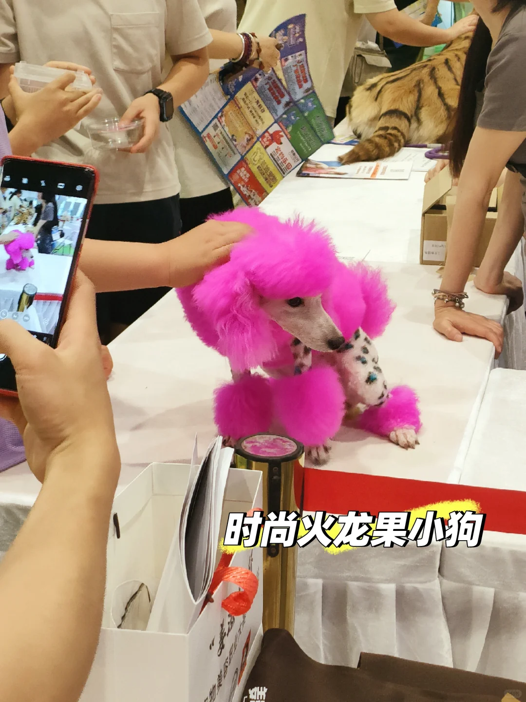 南宁宠物博览会我会爱你一辈子的！！