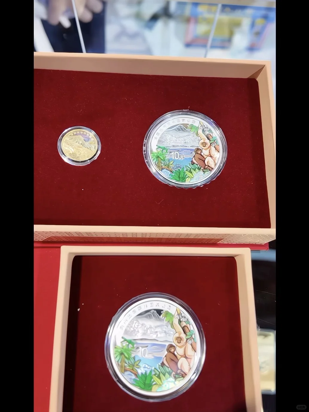 消博会探宝：我发现了热带雨林的微缩史诗