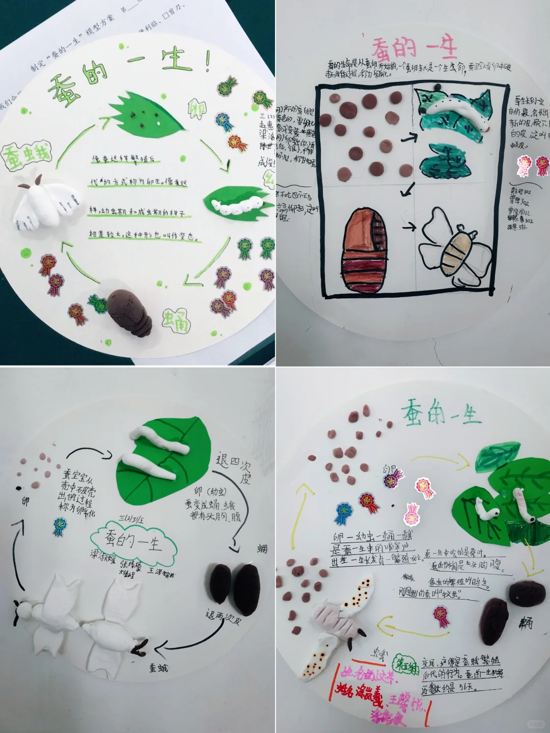 三年级《蚕的一生模型建构》全记录