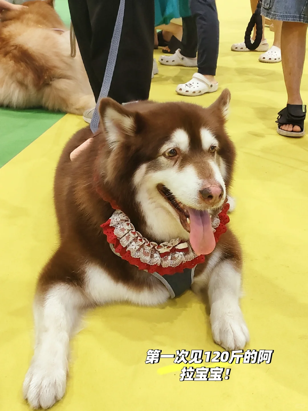 南宁宠物博览会我会爱你一辈子的！！