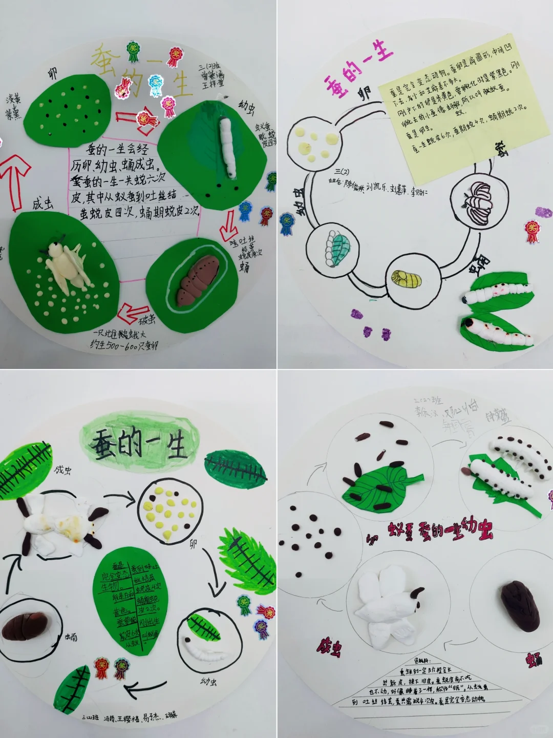 三年级《蚕的一生模型建构》全记录