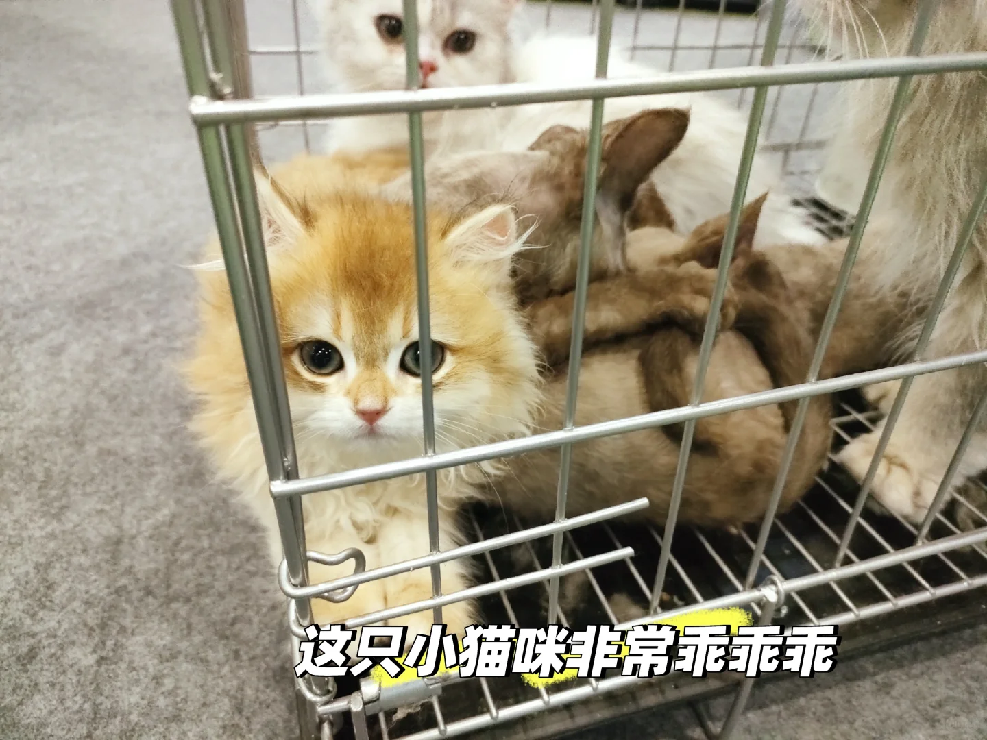 南宁宠物博览会我会爱你一辈子的！！