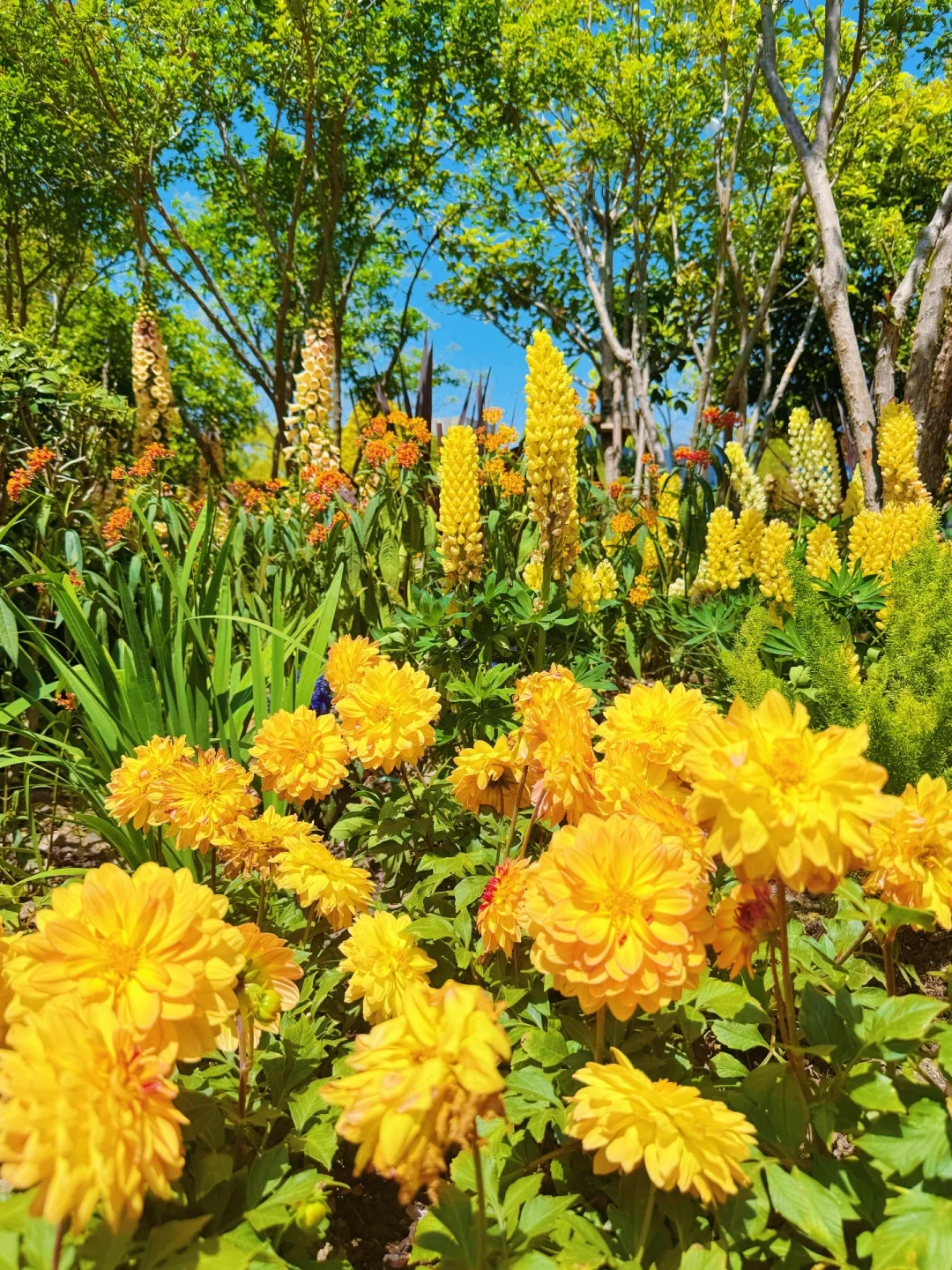 春日欢迎会｜上海4月前滩花展来了