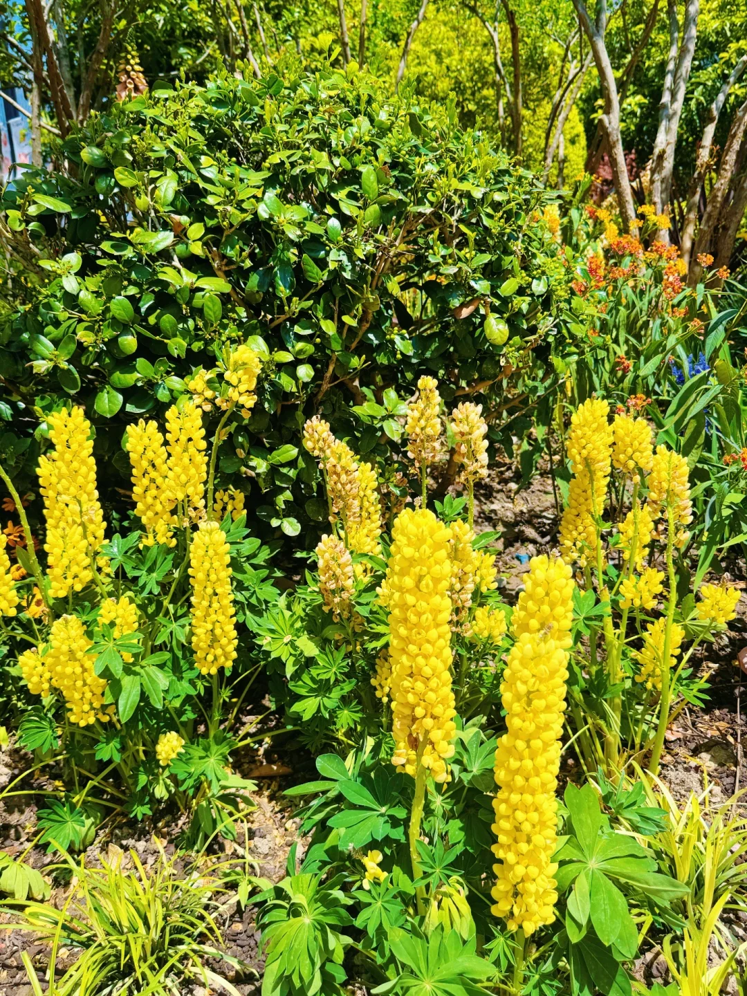 春日欢迎会｜上海4月前滩花展来了