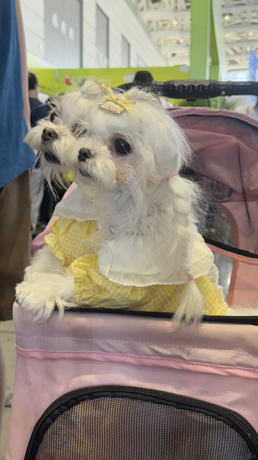 宠物博览会门票 微偿