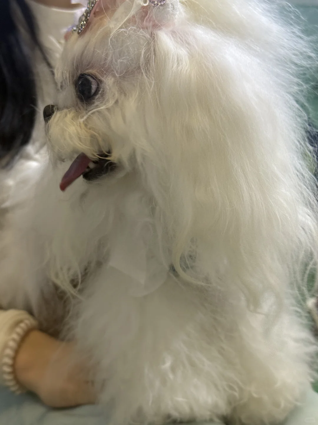 宠物博览会门票 微偿