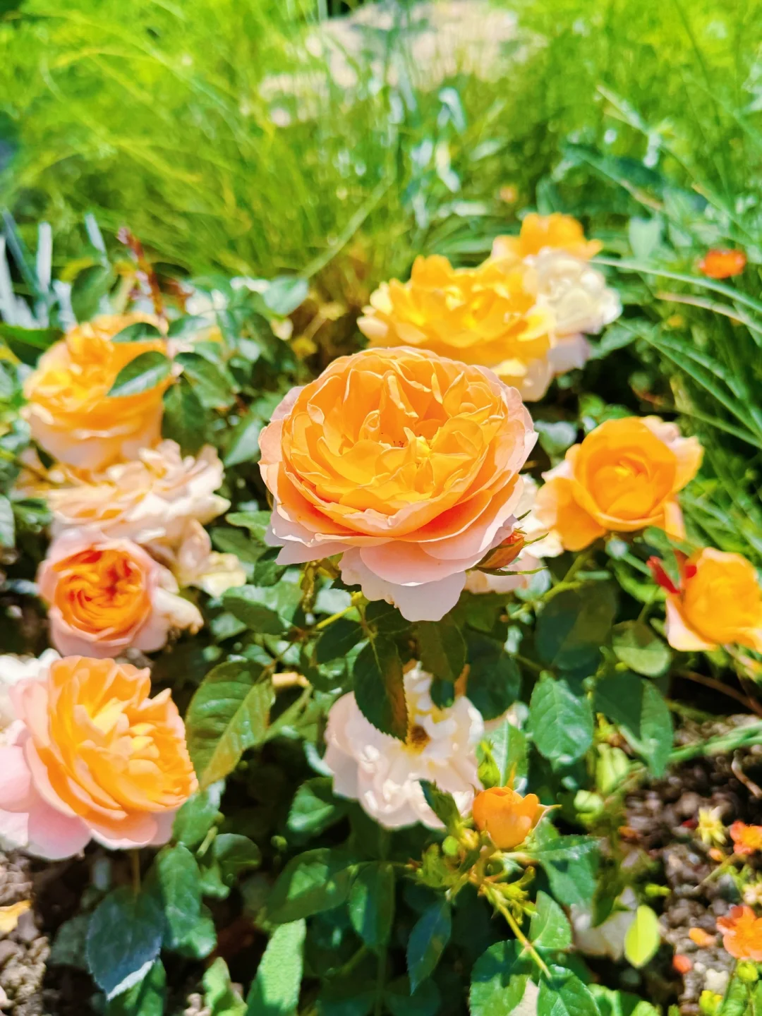 春日欢迎会｜上海4月前滩花展来了