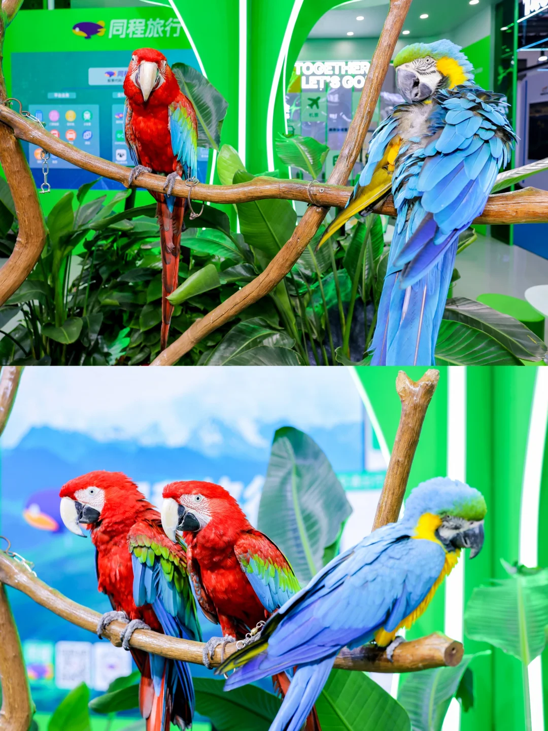 第五届消博会盛大开启，门票?送！