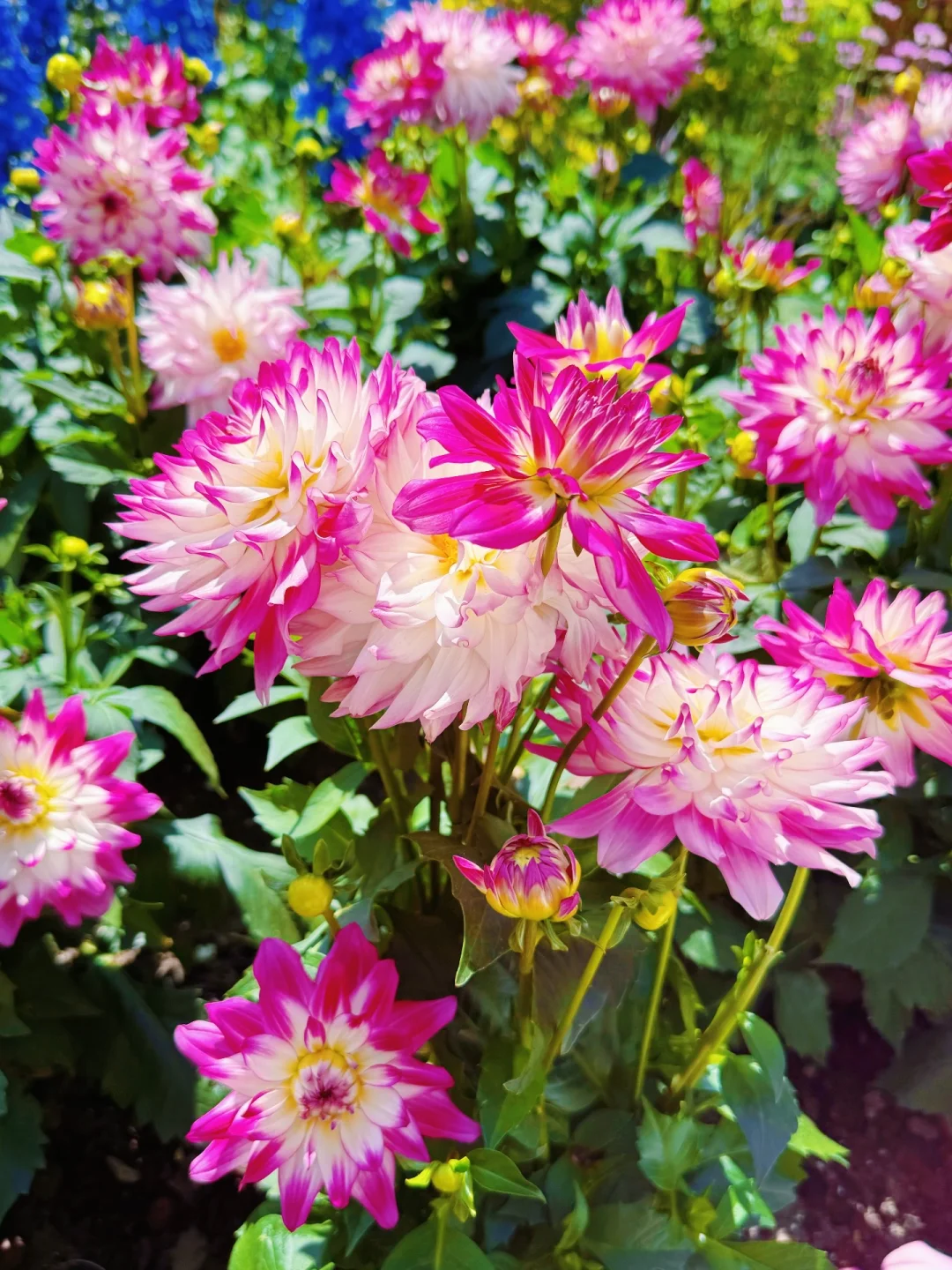 春日欢迎会｜上海4月前滩花展来了