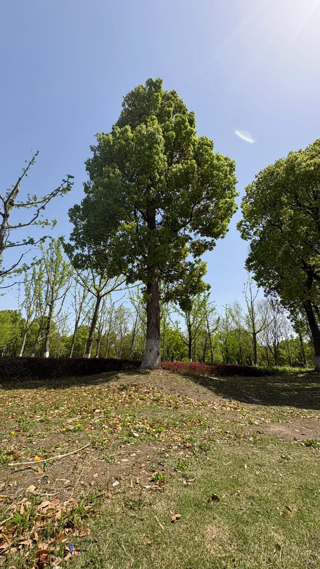 在国家会展中心上班的大家都住哪啊