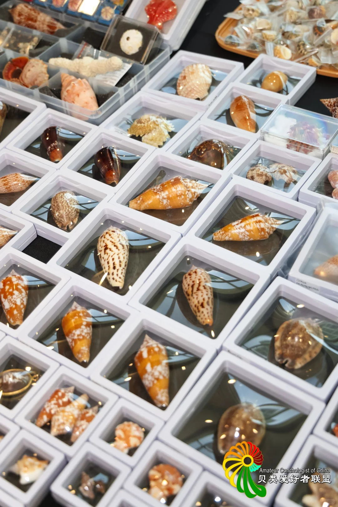 五一去哪玩？免费打卡北京国际贝展！