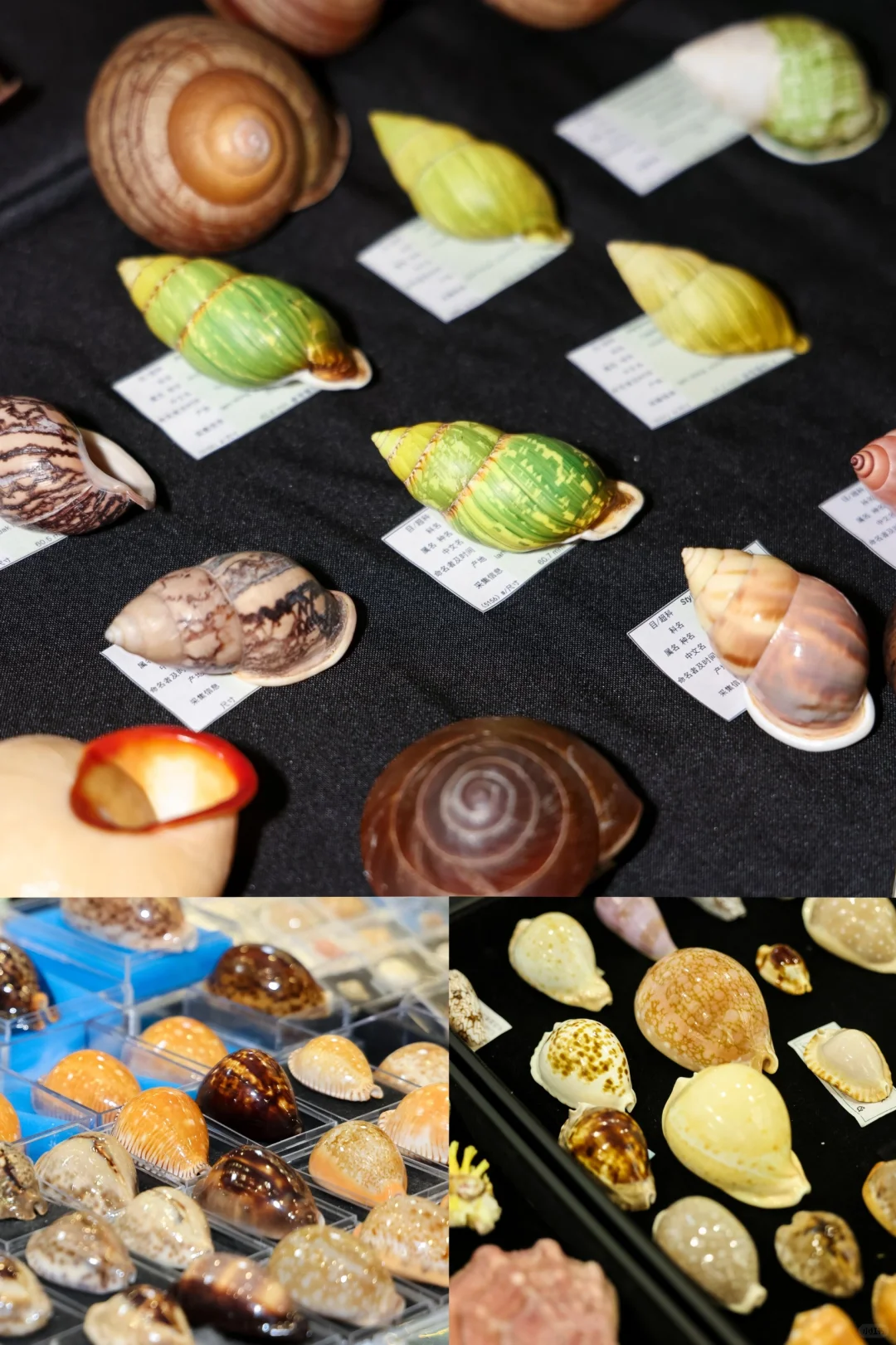 五一去哪玩？免费打卡北京国际贝展！