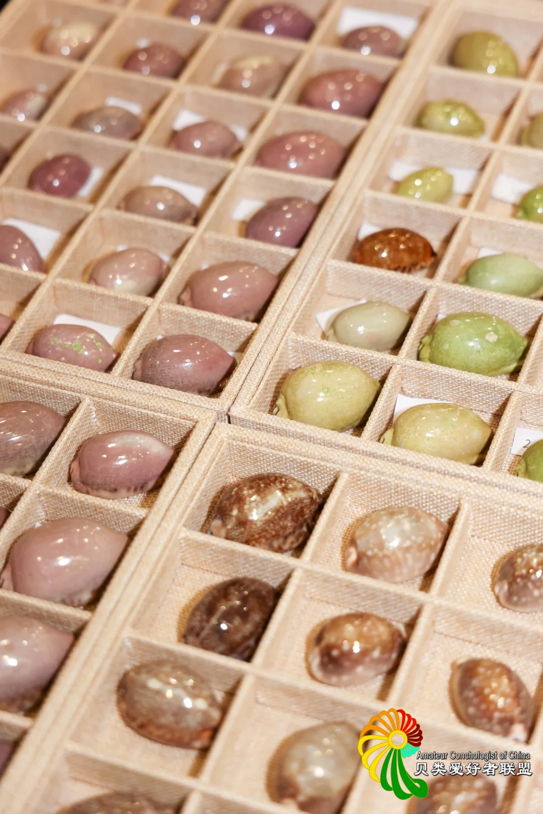 五一去哪玩？免费打卡北京国际贝展！