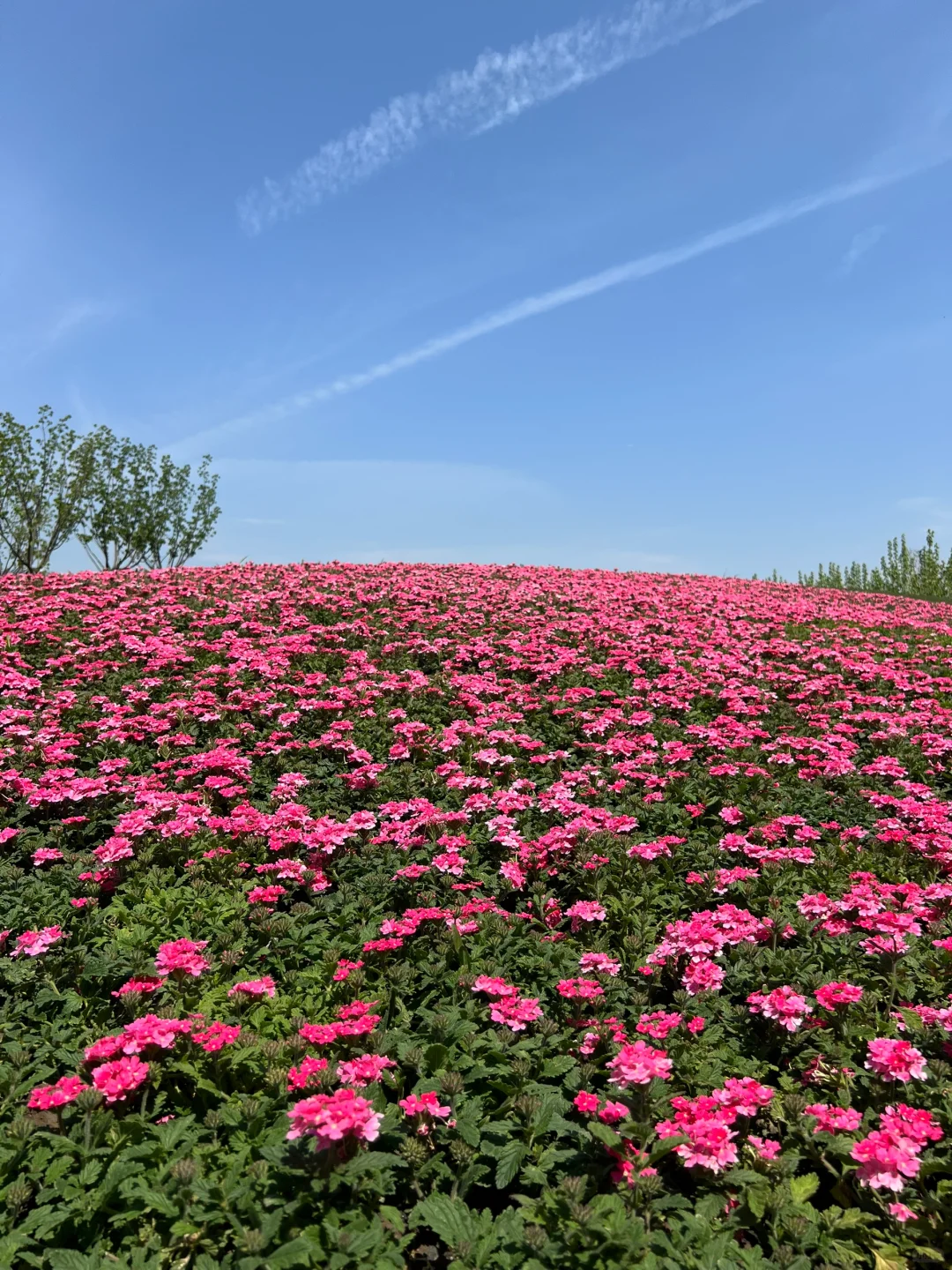 4.16实拍?预计周末有1w人去的上海赏花路线