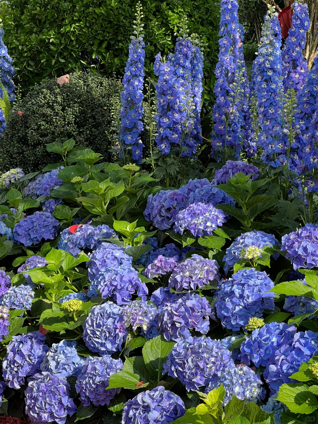 4.16实拍?预计周末有1w人去的上海赏花路线