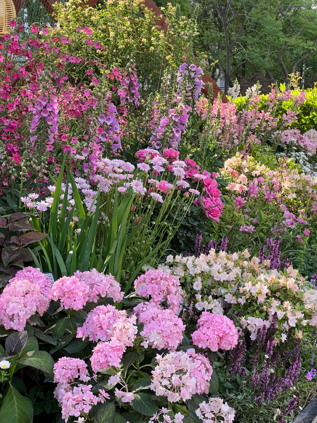 4.16实拍?预计周末有1w人去的上海赏花路线