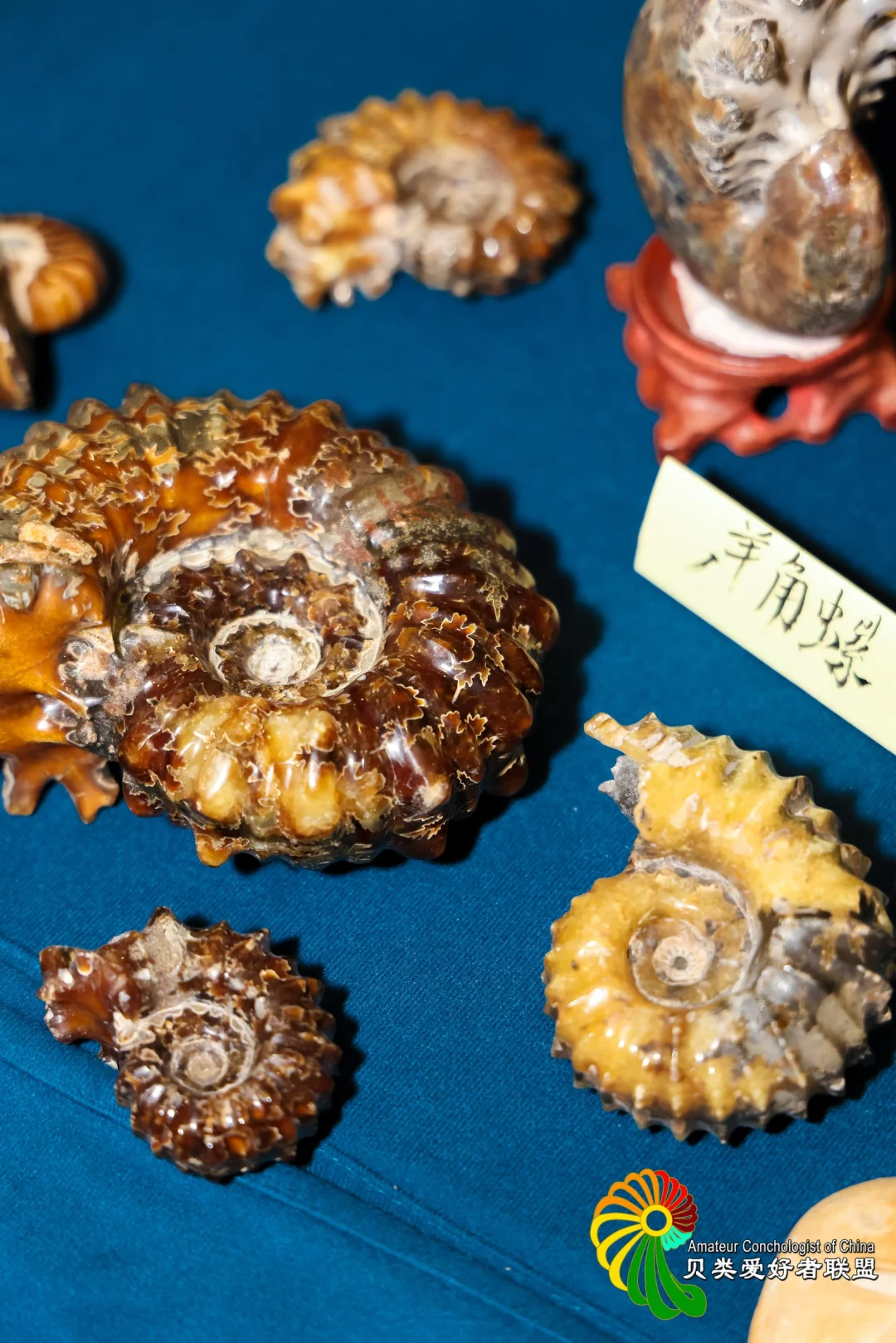 五一去哪玩？免费打卡北京国际贝展！