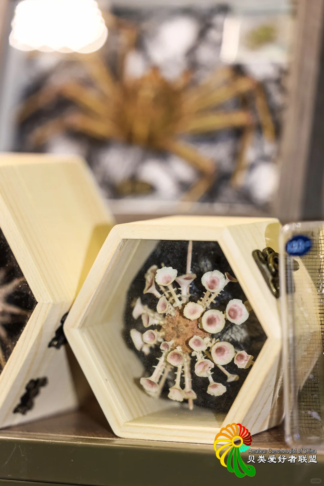 五一去哪玩？免费打卡北京国际贝展！