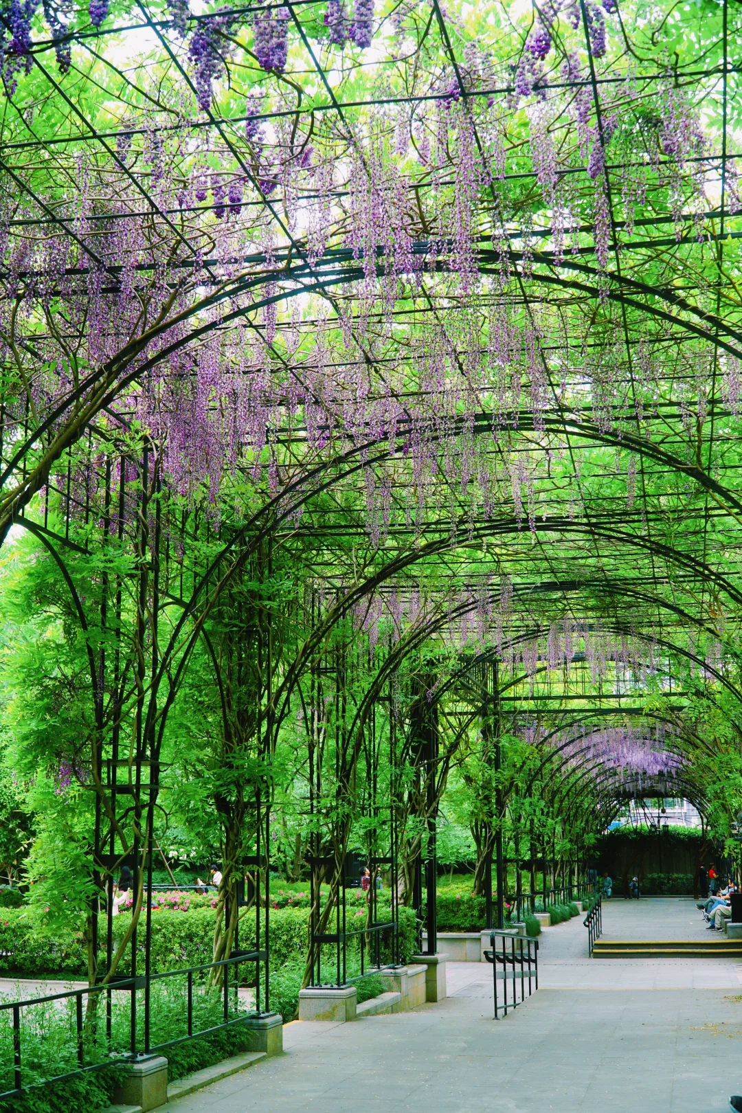 4.17花情实况播报?复兴公园花展全攻略！