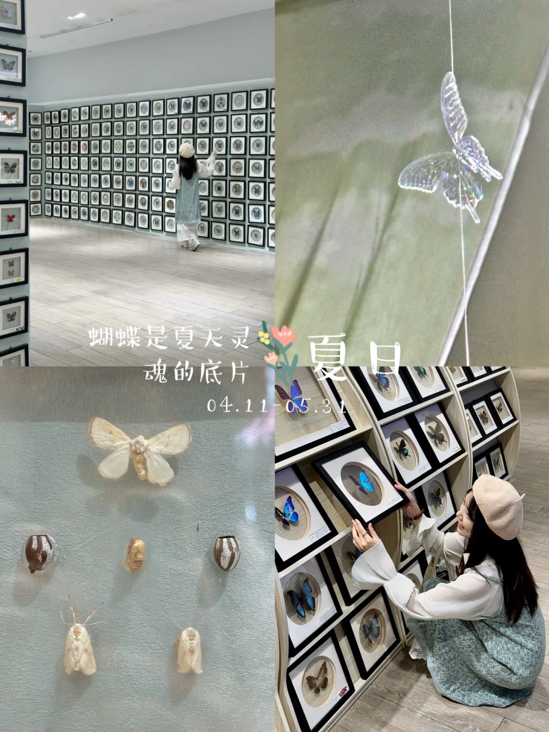 深圳新展｜?华南首家超500 m²大型蝴蝶展