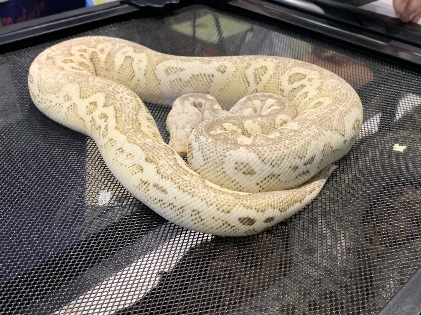 南宁东盟宠物博览会