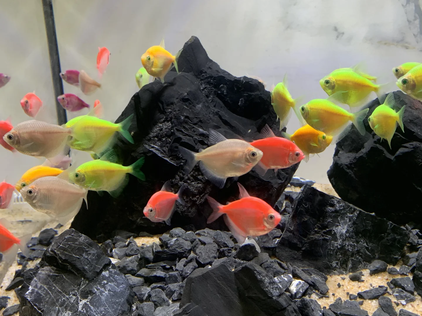 南宁东盟宠物博览会