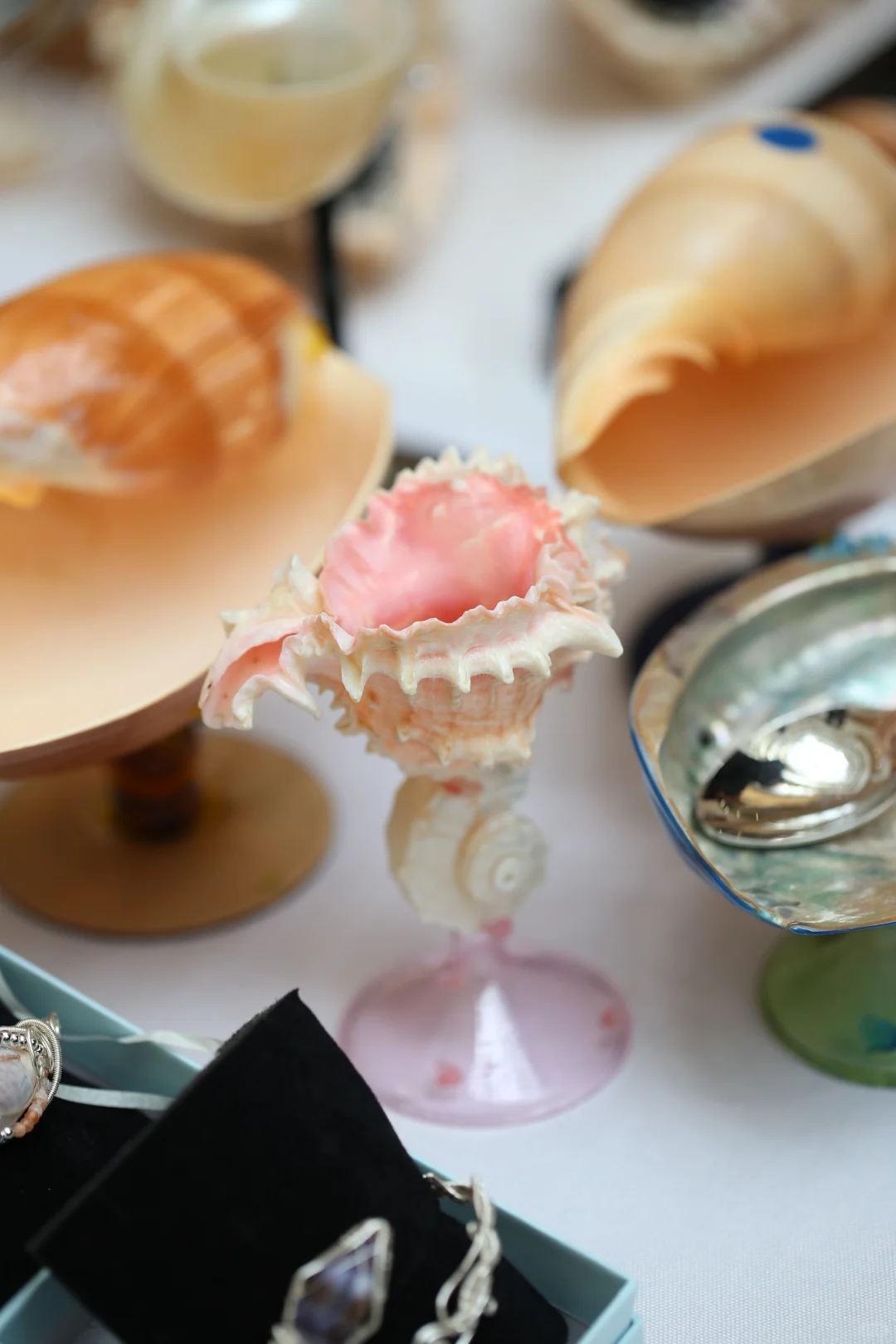 五一广州|名媛必打卡的国际贝壳展?