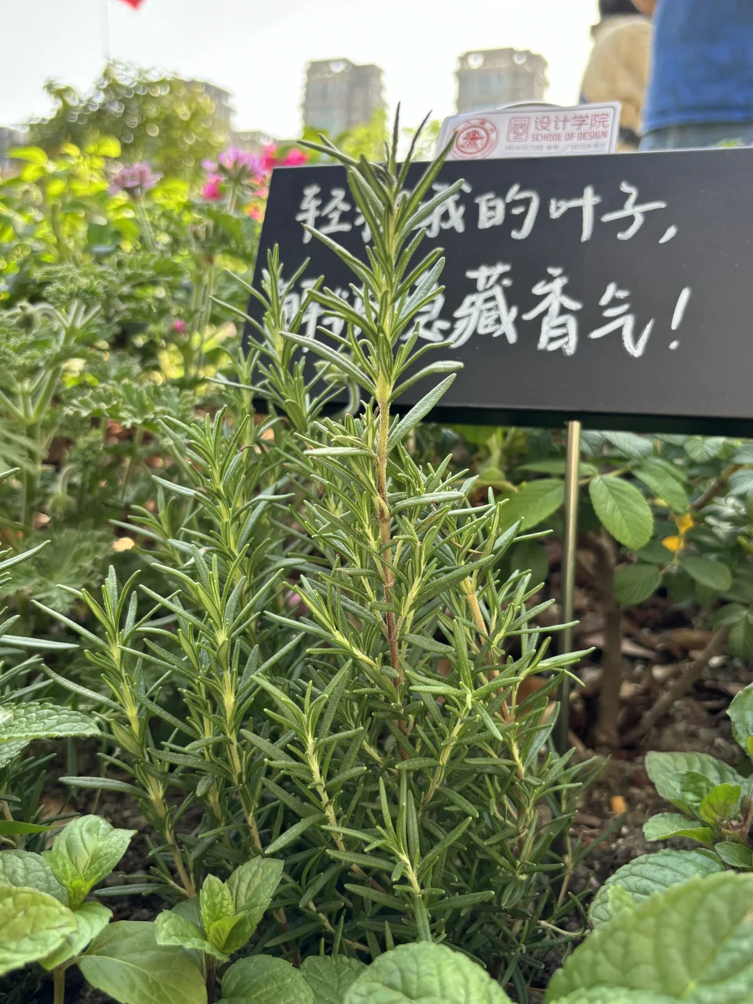 超喜欢上海交大设计学院的“脑迷宫”花园