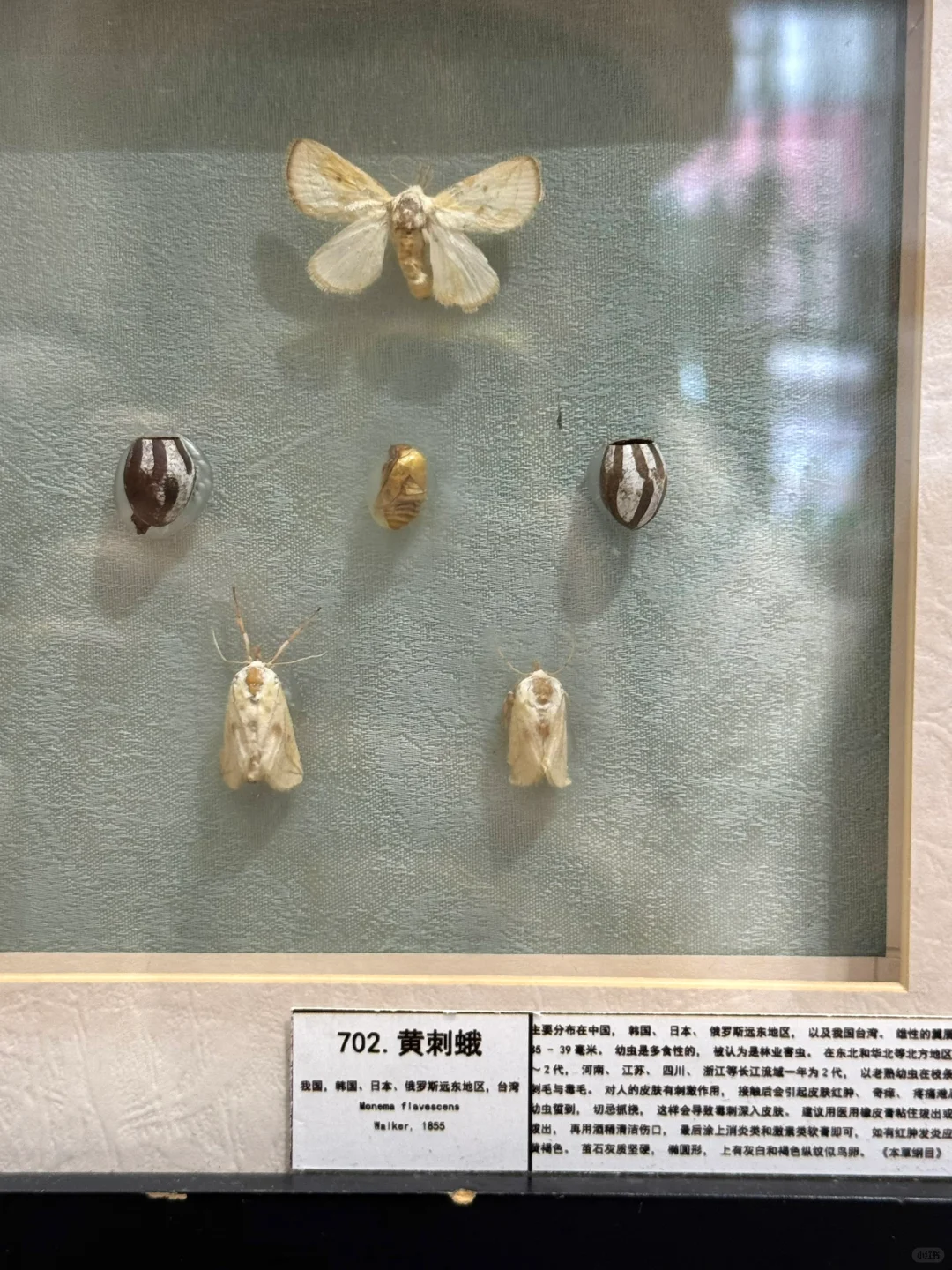 深圳新展｜?华南首家超500 m²大型蝴蝶展